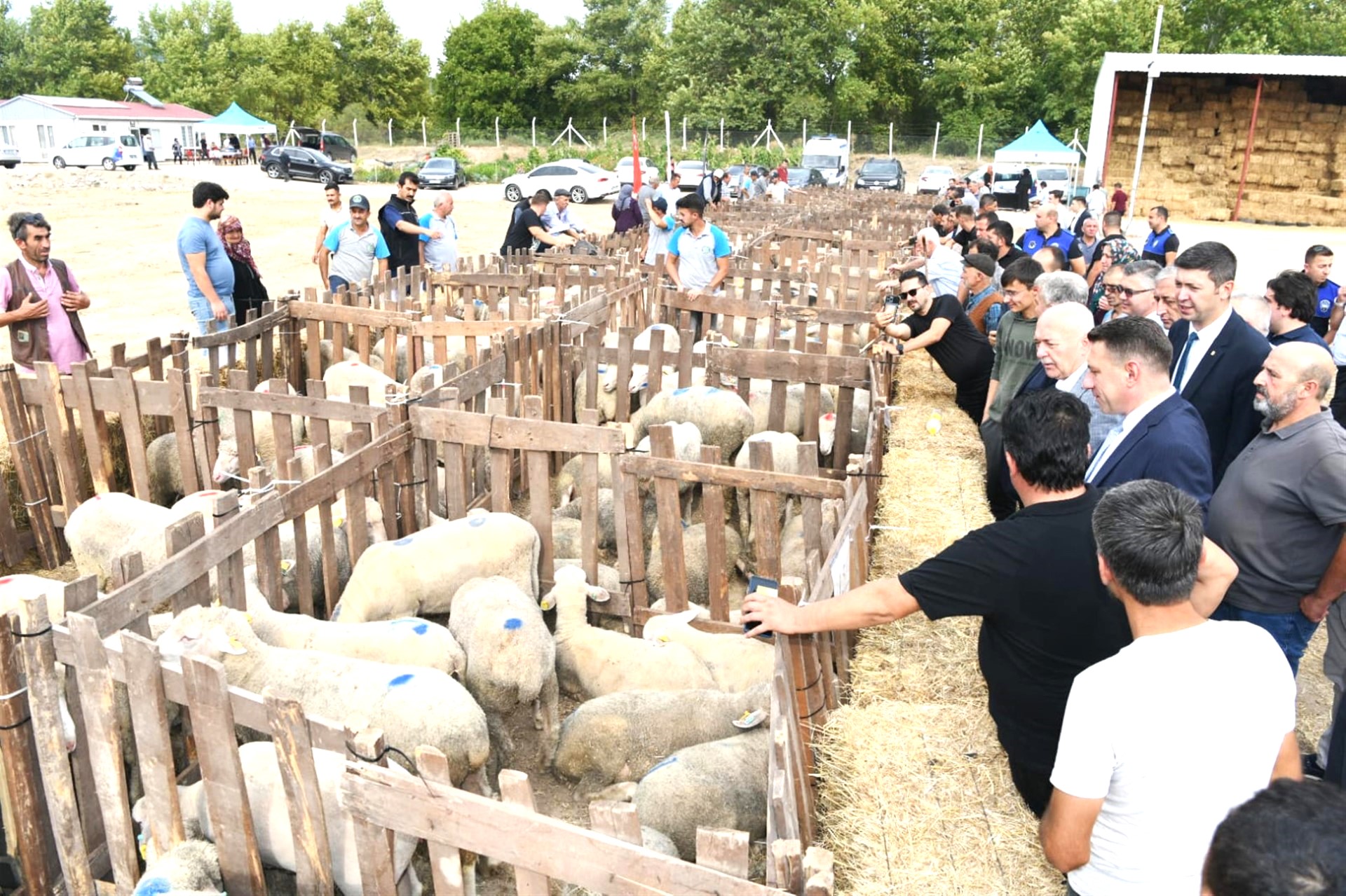 Balıkesir Büyükşehir Belediyesi “Koyunculuğu Geliştirme Projesi” kapsamında Dursunbey İlçesi’nde 50 üreticiye; 10 koyun 1 koç dağıtımı gerçekleştirdi.